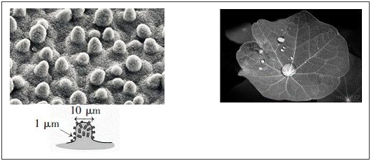 荷葉名義的宏觀構(gòu)造及超疏水成效